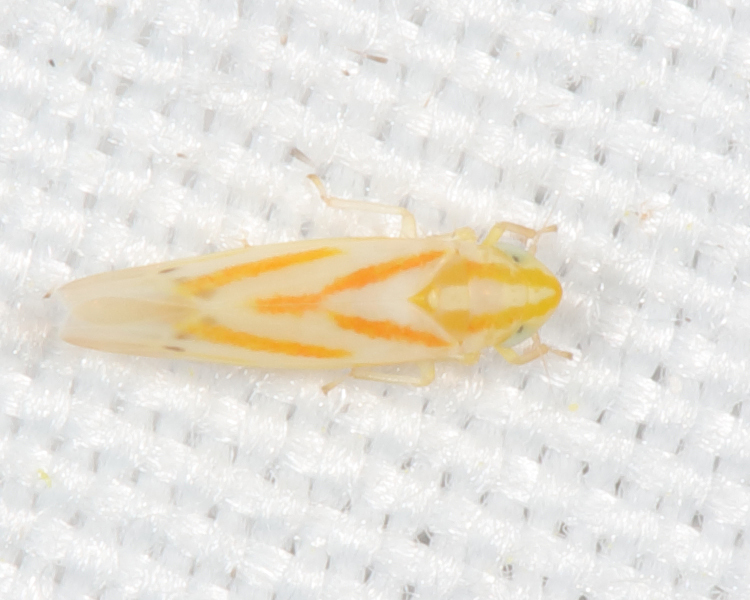 Erythridula insigna