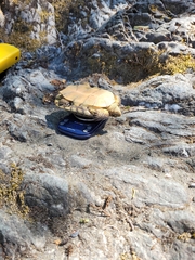 Actinemys marmorata marmorata