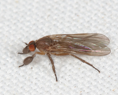 Hilara seriata