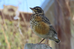 Turdus migratorius