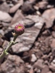 Erigeron petrophilus