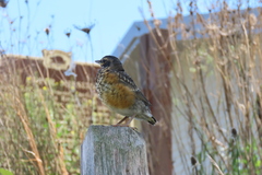 Turdus migratorius