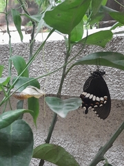 Papilio polytes