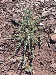 Erigeron petrophilus