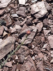 Erigeron petrophilus