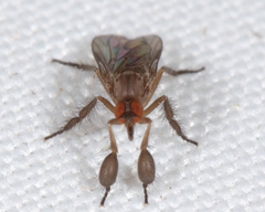 Hilara seriata