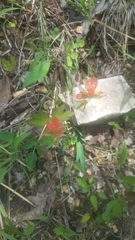 Castilleja coccinea