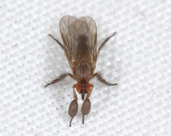 Hilara seriata