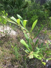 Asimina longifolia var. spatulata image