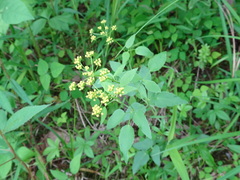 Thaspium trifoliatum