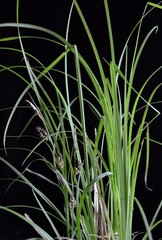 Carex hyalinolepis
