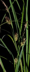 Carex hyalinolepis