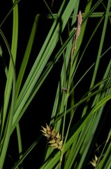 Carex hyalinolepis