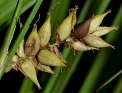 Carex hyalinolepis