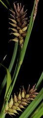 Carex hyalinolepis