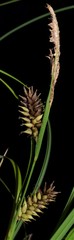 Carex hyalinolepis