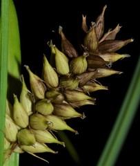 Carex hyalinolepis