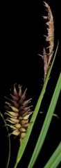 Carex hyalinolepis