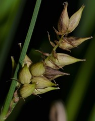Carex hyalinolepis