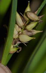 Carex hyalinolepis
