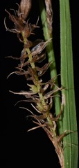 Carex hyalinolepis