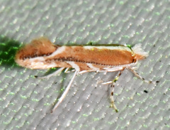 Cameraria quercivorella
