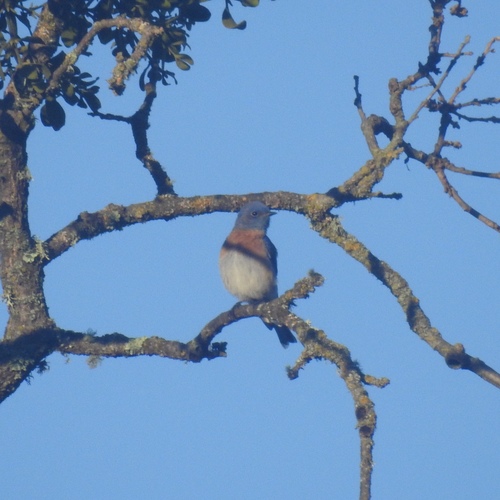 iNaturalist observation photo of Western Bluebird