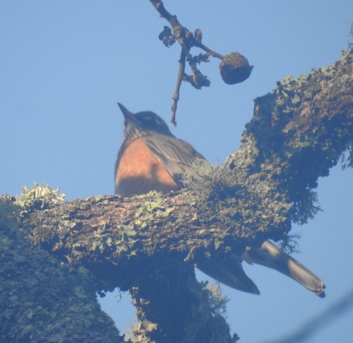 iNaturalist observation photo of American Robin