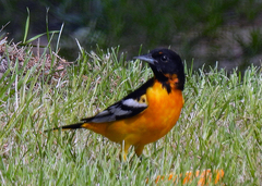 Icterus bullockii × galbula