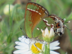 Callophrys gryneus castalis