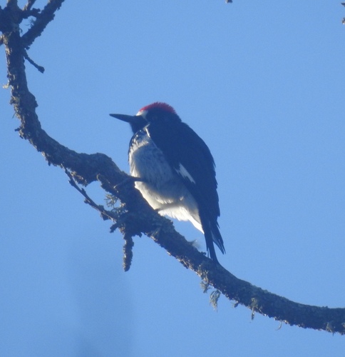 iNaturalist observation photo of Acorn Woodpecker