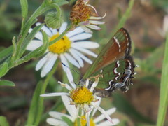 Callophrys gryneus castalis