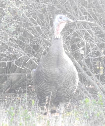 iNaturalist observation photo of Wild Turkey