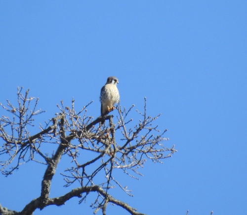 iNaturalist observation photo of American Kestrel