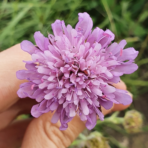 Knautia mauritanica (Knautia mauritanica)