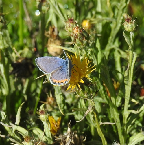 iNaturalist observation photo of Acmon Blue