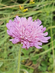 Angiospermae
