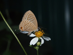 Jamides alecto alocina