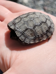 Actinemys marmorata marmorata