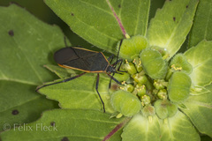 Staluptus marginalis