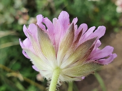 Angiospermae