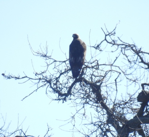 iNaturalist observation photo of Golden Eagle