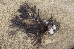 Ahnfeltiopsis linearis