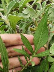 Angiospermae