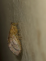 Nusalala tessellata