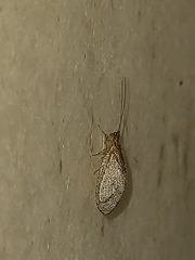 Nusalala tessellata