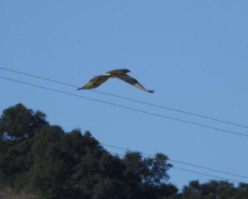 iNaturalist observation photo of Ferruginous Hawk
