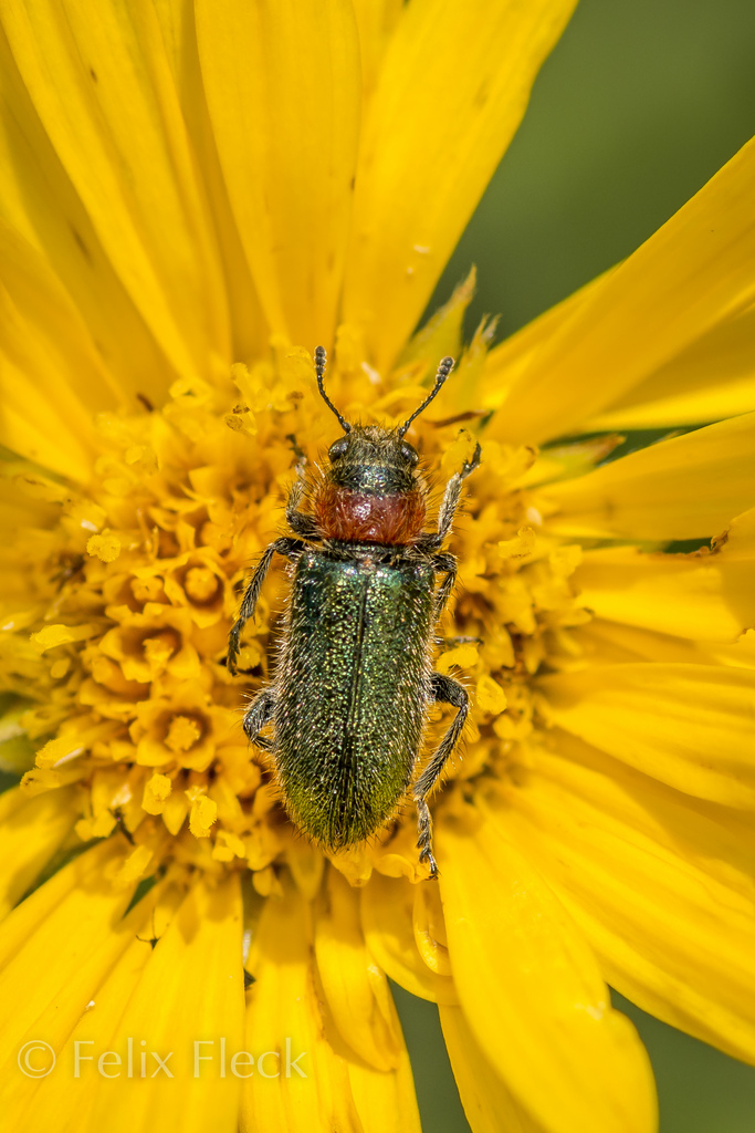 Dologenitus cyanipennis