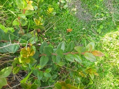 Gaultheria glomerata