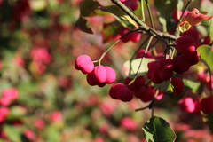 Euonymus europaeus